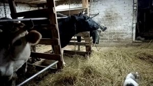 Как запустить корову правильно.