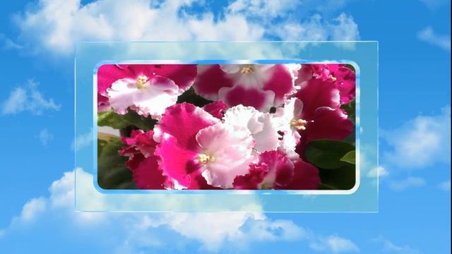 Наши домашние цветы ФИАЛКИ (стиль "стеклянная рамка") смотреть онлайн