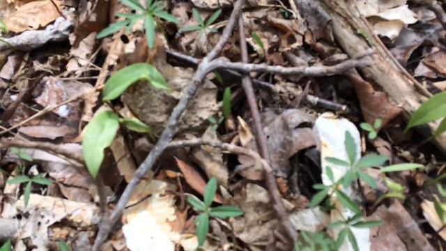 INDIANA 4/19/18 BLACK MOREL HARVEST TIME !!! MUSHROOMS !! смотреть онлайн
