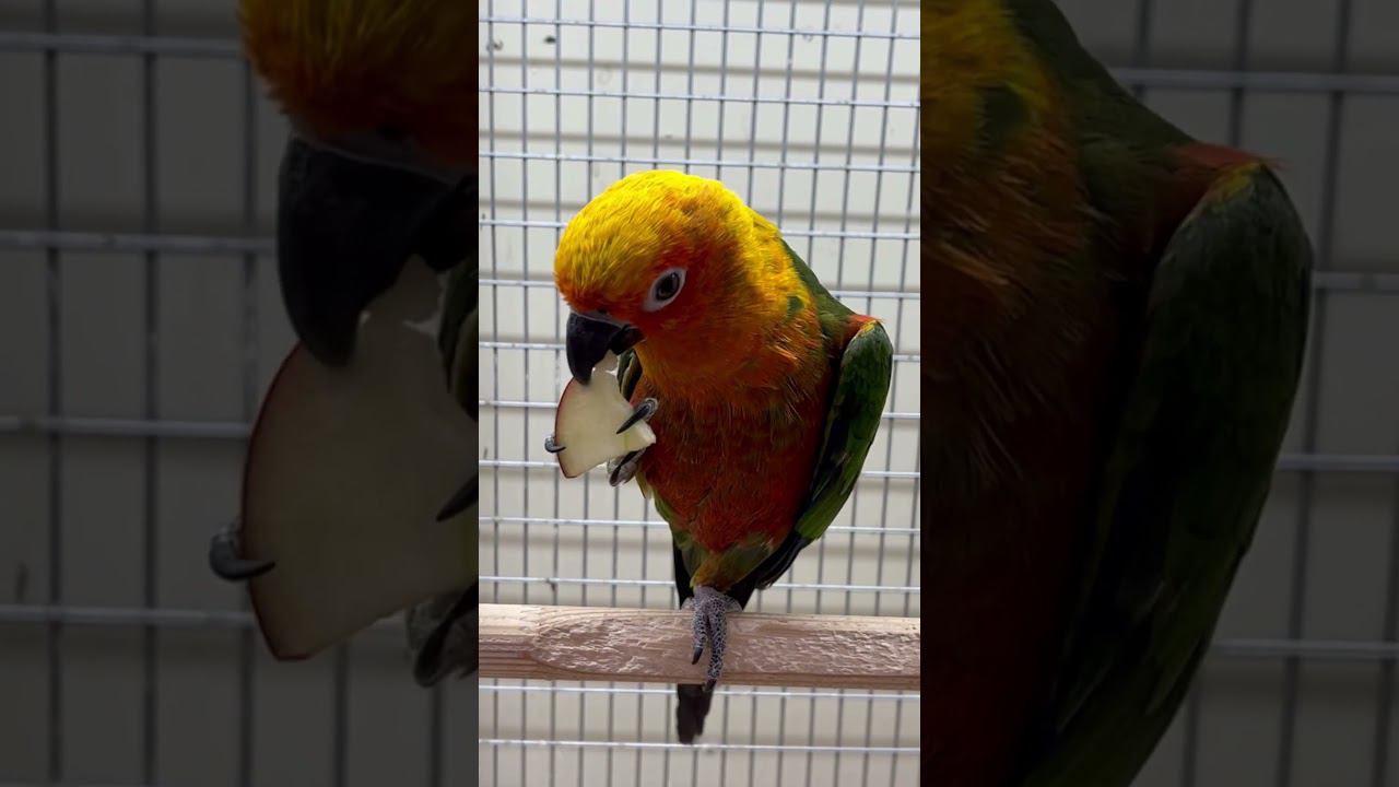 Попугай Аратинга Ендайя в супермаркете «Аква Лого Сокол» #попугай смотреть онлайн