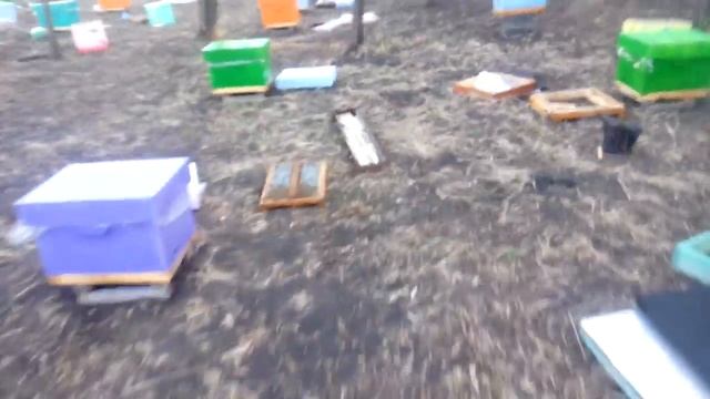 Потрава пчёл химикатами, Спасибо Фермерам !!! смотреть онлайн