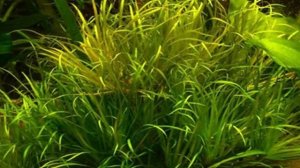 Бликса японская, бликса японика. Аквариумное растение