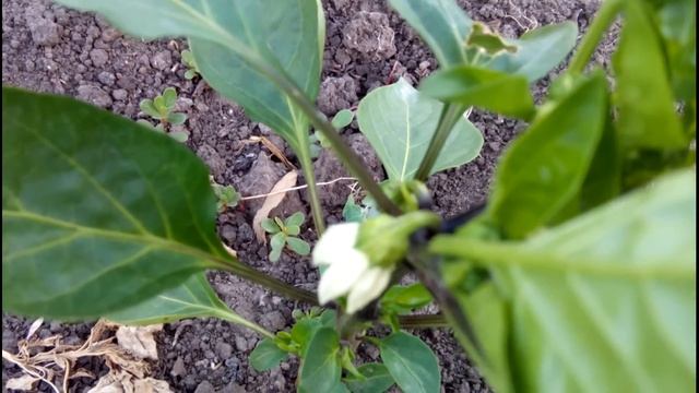 КАК ПОВЫСИТЬ УРОЖАЙНОСТЬ ПЕРЦА//Летние работы в огороде смотреть онлайн