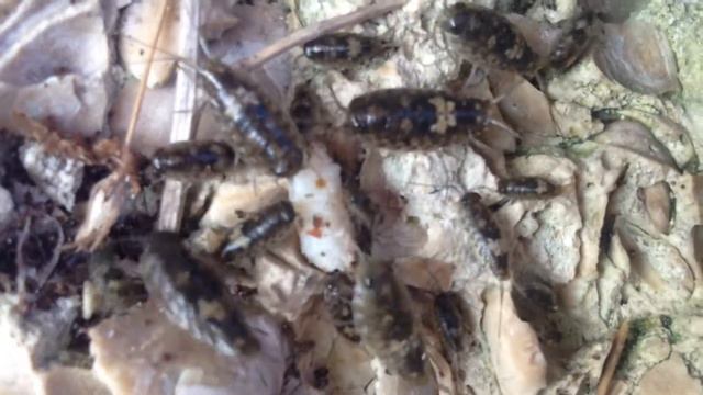 Black Sea - Micro Fauna смотреть онлайн