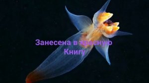 10 самых редких животных которые внесены в красную книгу из-за людей