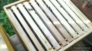 Отстройка вощины. Улей Роже Делона.