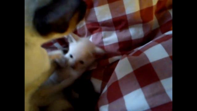 Dog Cat 78 Christmas Santa Claus смотреть онлайн