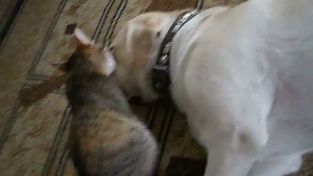 Лабрадор и кошка. смотреть онлайн