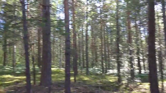 Мещерский лес, первая прогулка, много-много черники смотреть онлайн