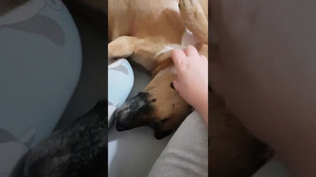 Все любят ласку смотреть онлайн