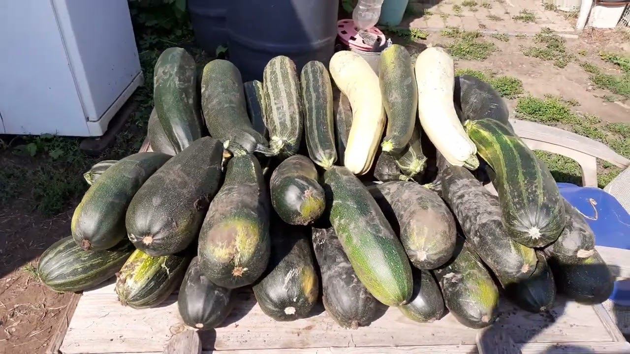 собрал кабачки - не плохо получилось.... смотреть онлайн