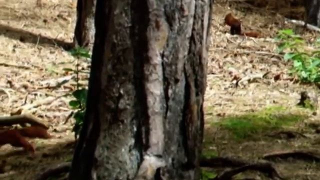 Red Squirrel (Sciurus vulgaris) - Formby Nature Reserve смотреть онлайн