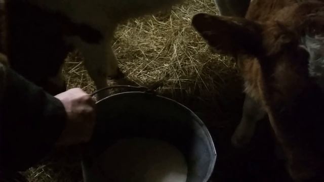 Переводим телят на ЗЦМ. смотреть онлайн