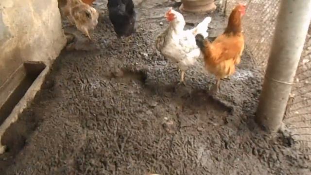 Сталк.Опасный поход в старый курятник.Слабонервным не смотреть! смотреть онлайн