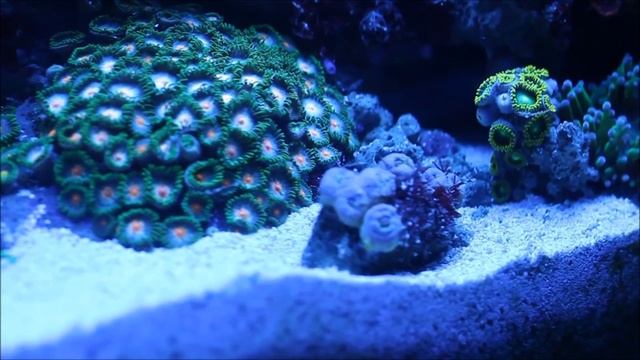 прекрасный аквариум с рыбкой Клоун и рифовыми растениями 2016