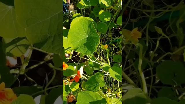 Настурция- вкусное растение смотреть онлайн