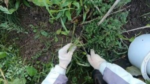 КОРНЕУДАЛИТЕЛЬ из FIX PRICE. Обзор.