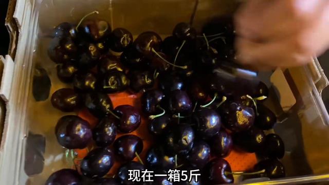 400元包下车厘子摊位，直接吃自助，我可以回本吗？ смотреть онлайн