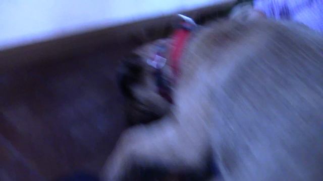 Border Terrier Muki Бордер терьер Муки смотреть онлайн