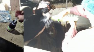 КАК вылечить ВЗДУТИЕ У КОРОВЫ!!  Без разреза!!!