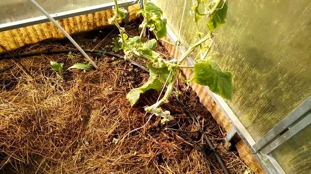 Обзор теплицы: помидоры, перец и огурцы в конце сентября смотреть онлайн