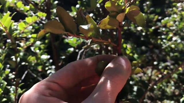 Vaccinium ovatum FRUITS смотреть онлайн