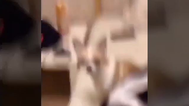 Кис-кис смотреть онлайн