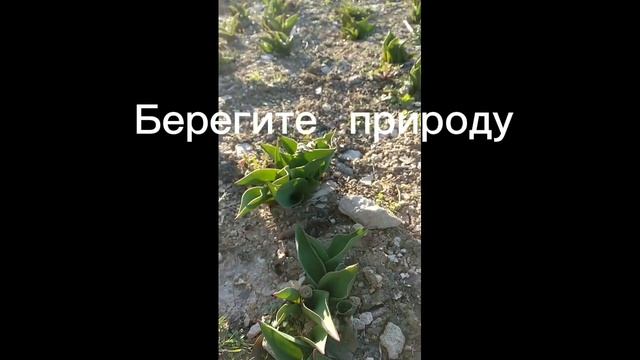 Берегите природу! смотреть онлайн