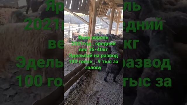 Порода эдильбай: Ярки апрель 2021год , средний вес 35-40кг Эдельбай на развод 100 голов смотреть онлайн