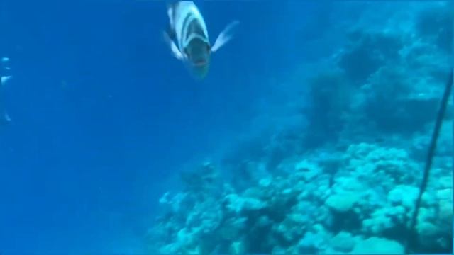 Отдых в Египте! Шарм-Эль-Шейх, поездка на Сафари???Vlog 2 смотреть онлайн