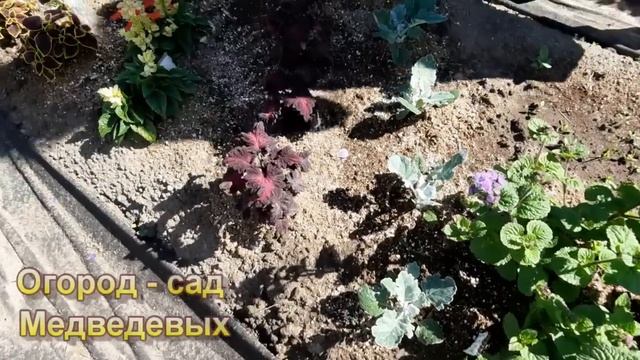 Обзор наших цветов на конец июня смотреть онлайн