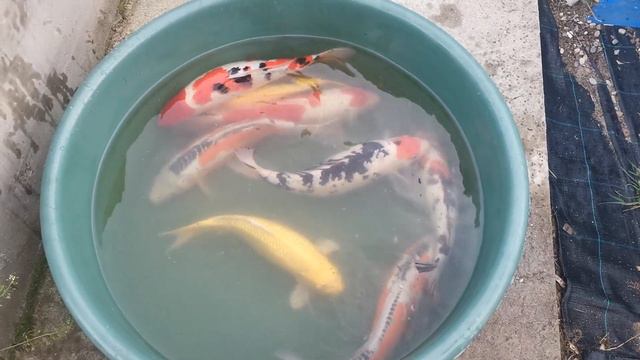 Koi from Japan - Kohaku, Shusui, Sanke, Tancho Shiro Utsuri, Yamabuki Ogon. @slobokoisarani смотреть онлайн
