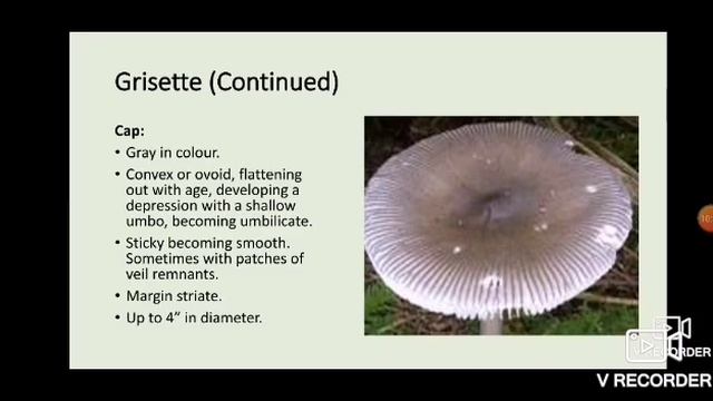 The MW - Amanitas Of Saskatchewan