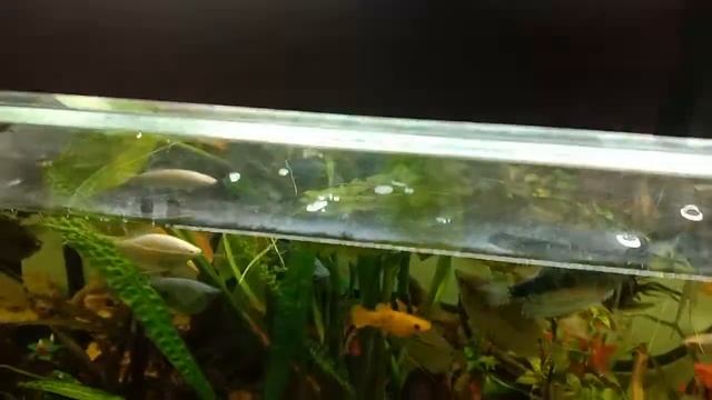 болотное растения в аквариуме часть 2 смотреть онлайн