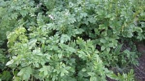 Черенкование картофеля/Как получить листоклубень. Оригинальное обновление сорта