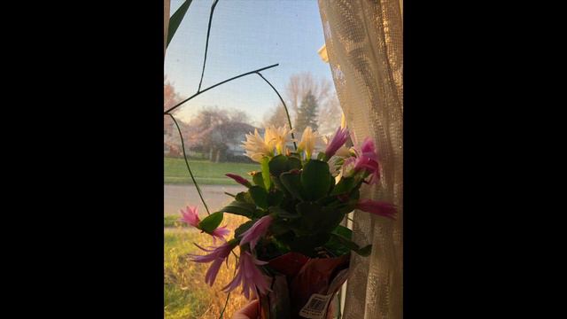 💐My beautiful pink and white Easter flowering cactus in the golden hour💐 смотреть онлайн