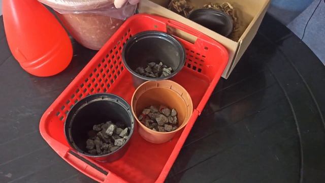 Тубероза. Самый ароматный цветок. Как вырастить туберозу смотреть онлайн