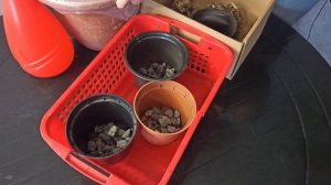 Тубероза. Самый ароматный цветок. Как вырастить туберозу