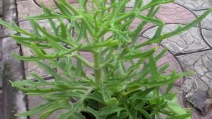 КАЛАНХОЭ ОЛЕНЬИ РОГА ИЛИ КАЛАНХОЭ ЛАЦИНИАТА.