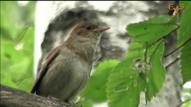 Соловей крупным планом / Thrush Nightingale close-up смотреть онлайн