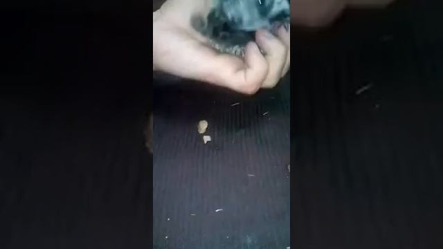 Жорик обжорик!!!!!! смотреть онлайн