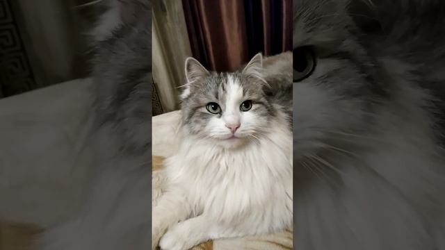 Красавец Бронислав смотреть онлайн