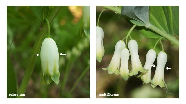 Polygonatum (1/5): Mitteleuropäische Arten смотреть онлайн