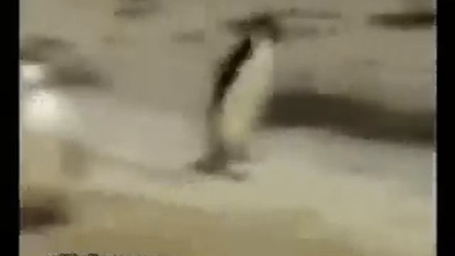 Friday(penguin) vs Monday(polar bear) смотреть онлайн