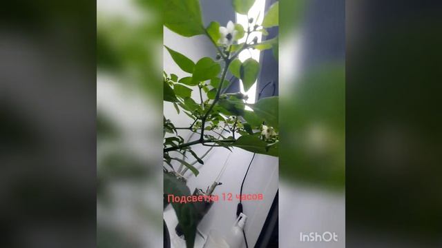 Перец карликовый#на подоконнике зимой.!!просто!! смотреть онлайн