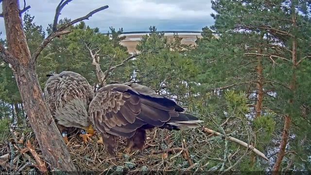 EstoniaWTENestCam©Looduskalender 26 feb 2016 White Tailed eagles смотреть онлайн
