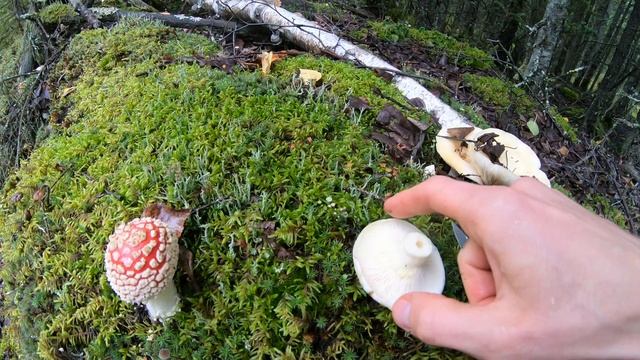 Собираем Грибы Рыжики в Северной Америке Аляска \ Нашли Гриб Саркодон и Гриб Коралл смотреть онлайн