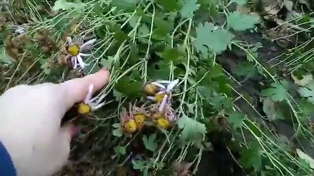 Обрезаем хризантему на зиму и укрываем ее смотреть онлайн