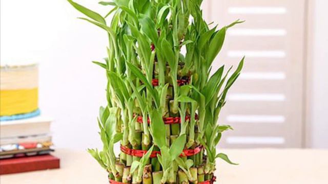 Lucky Bamboo/Lucky Bamboo Care Tips/Benifits Of Lucky Bamboo/Fengsui Plant