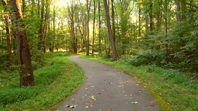 ? A Sunrise Walk In the Woods? Nature Sounds/No Talking? Shinrin-yoku смотреть онлайн